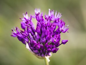 Alfalfa - 30 Capsules