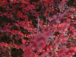 Cancer Bush - 30 Capsules