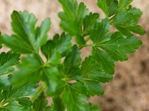 Coriander -30 Capsules