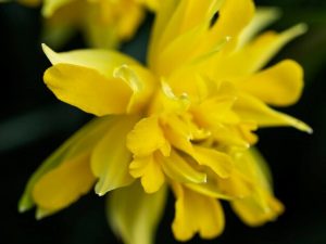 St John's Wort 30 Capsules